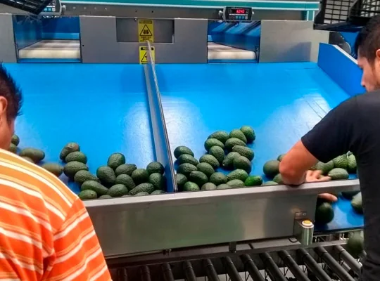 Selección de aguacate