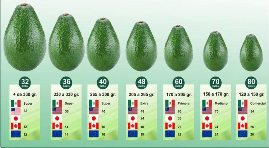 Aguacate Hass