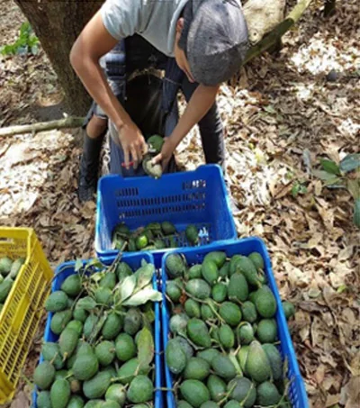Búsqueda y Certificación de Nuevos Productores