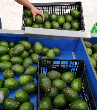 Empaque de aguacate