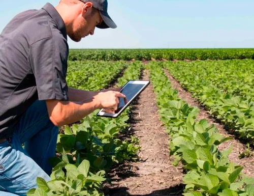 Especialista revisando cultivo