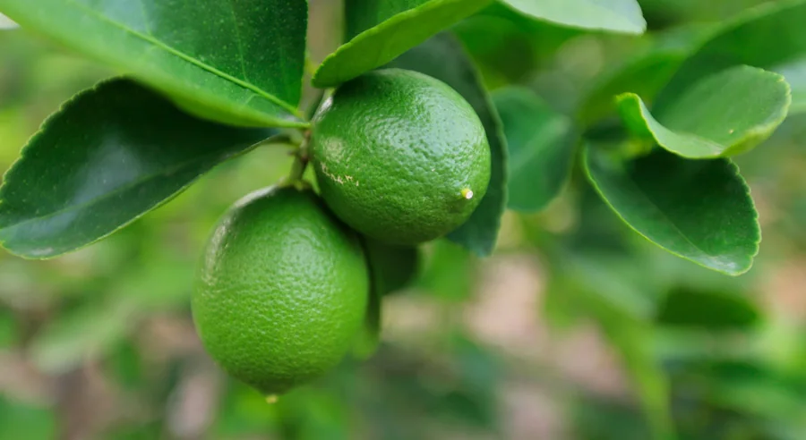 Limón persa